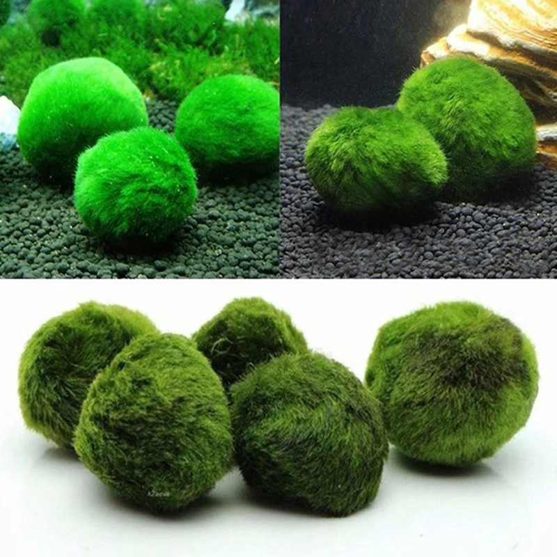 Planted Aquarium Maintenance - 1 adet 3-4 cm Yosun Topları