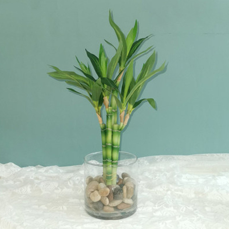 Aquarium Planted Tank - Yeni 40cm Yapay Şanslı Bambu Sukulent