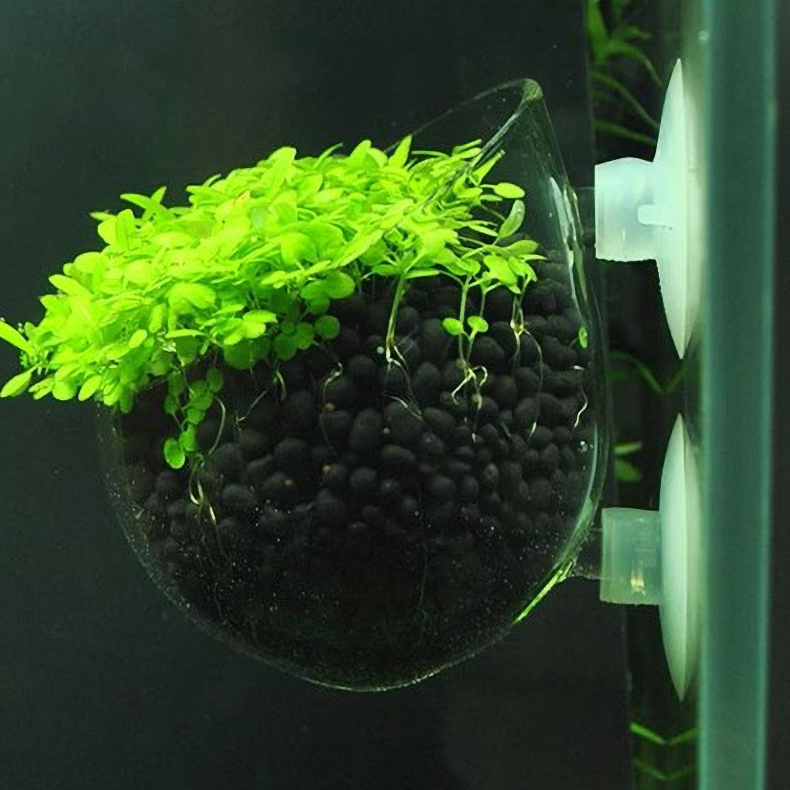 Aquarium Plant Dip - Akvaryum Bitki Tutucu Cam Su Bitkisi