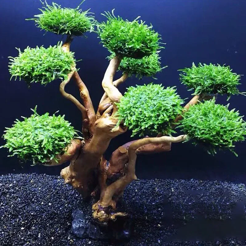 Planted Aquarium With Driftwood - Balık Tankı Bitki Yosunu Ağaç Dekorasyonu