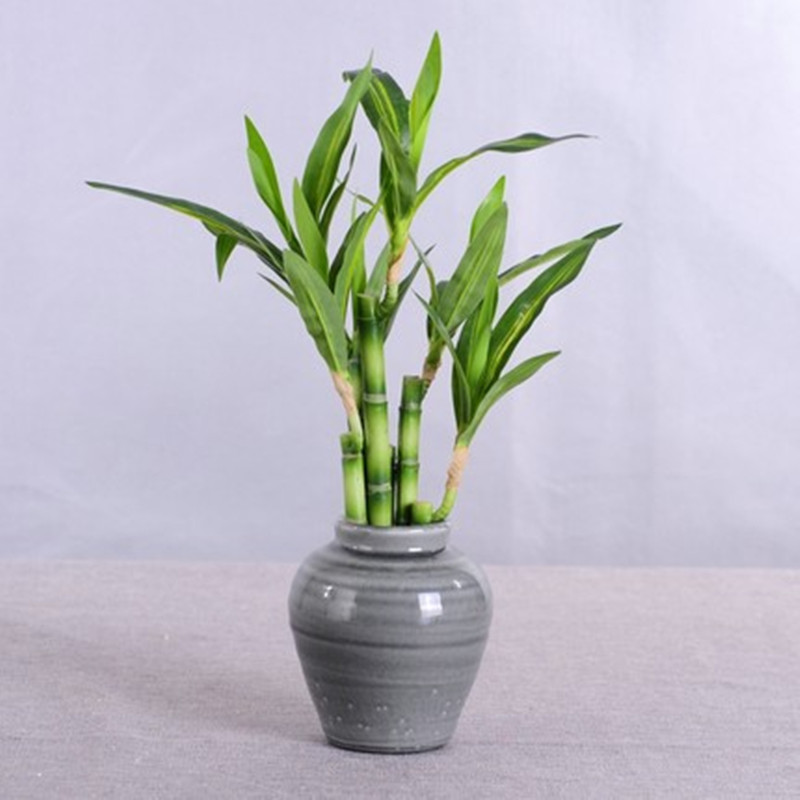 Yeni 40cm Yapay Şanslı Bambu S - Aquarium Planted Tank incelemesi ve fiyatı