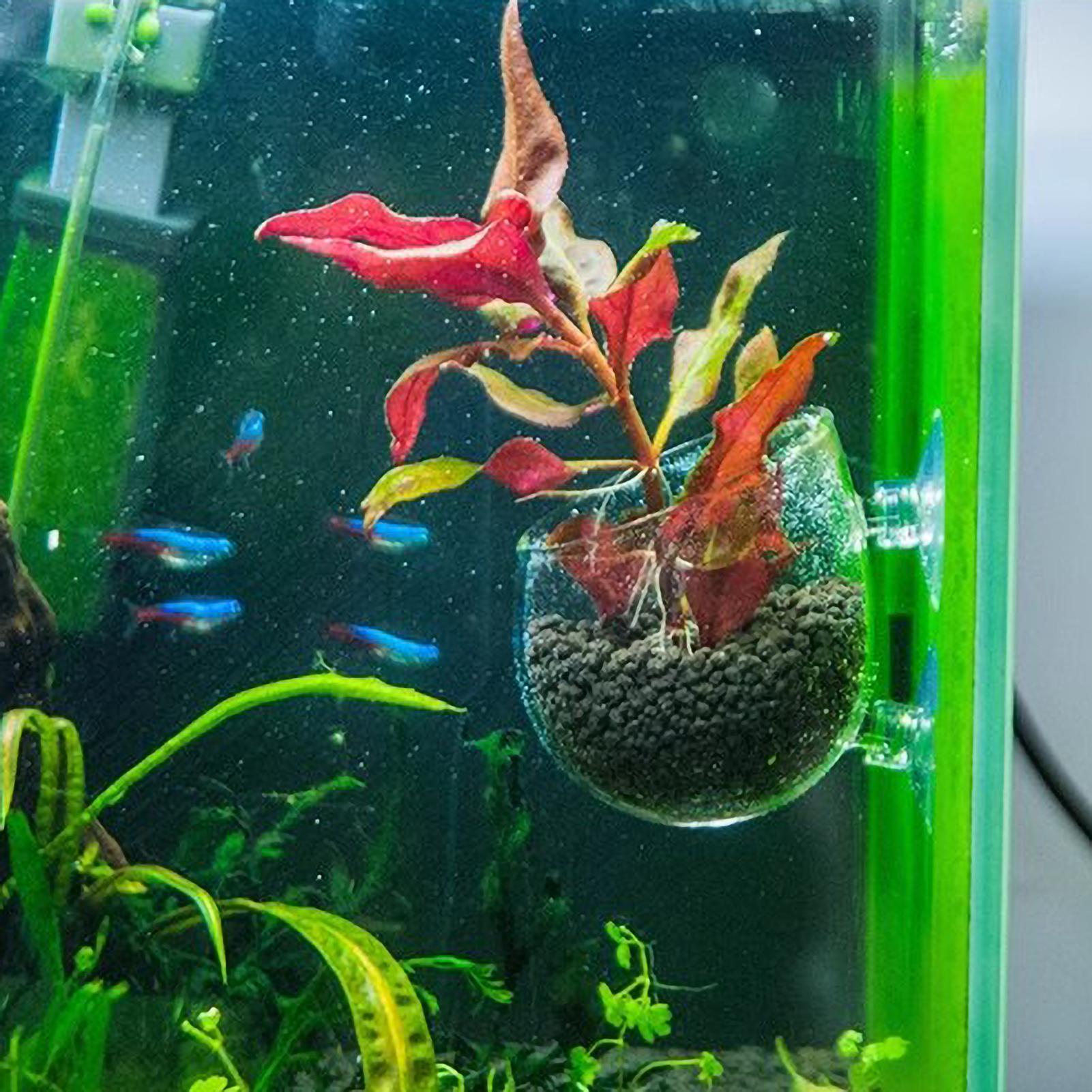 Akvaryum Bitki Tutucu Cam Su B - Aquarium Plant Dip incelemesi ve fiyatı
