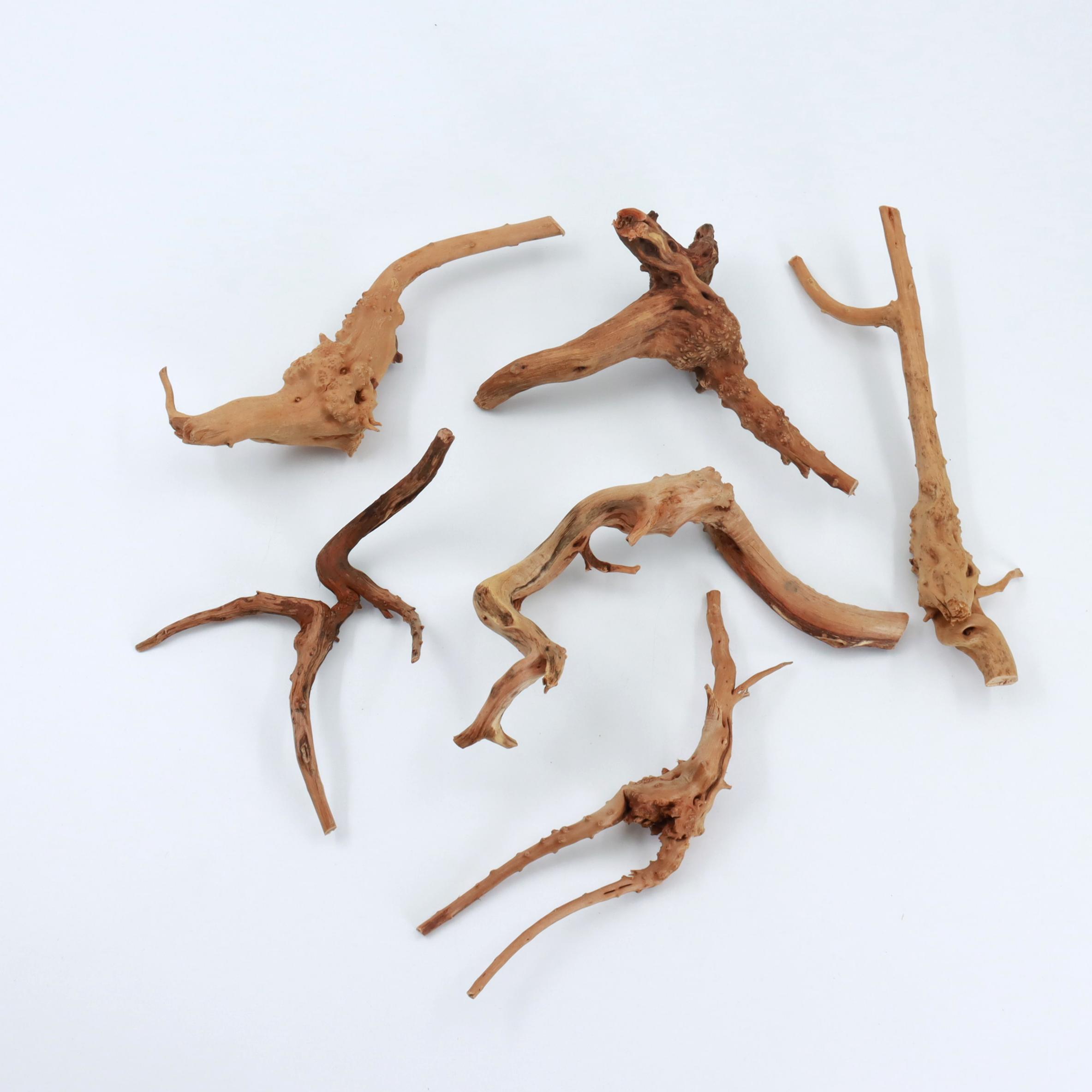 2 Adet Doğal Küçük Örümcek Ağa - Planted Aquarium With Driftwood incelemesi ve fiyatı