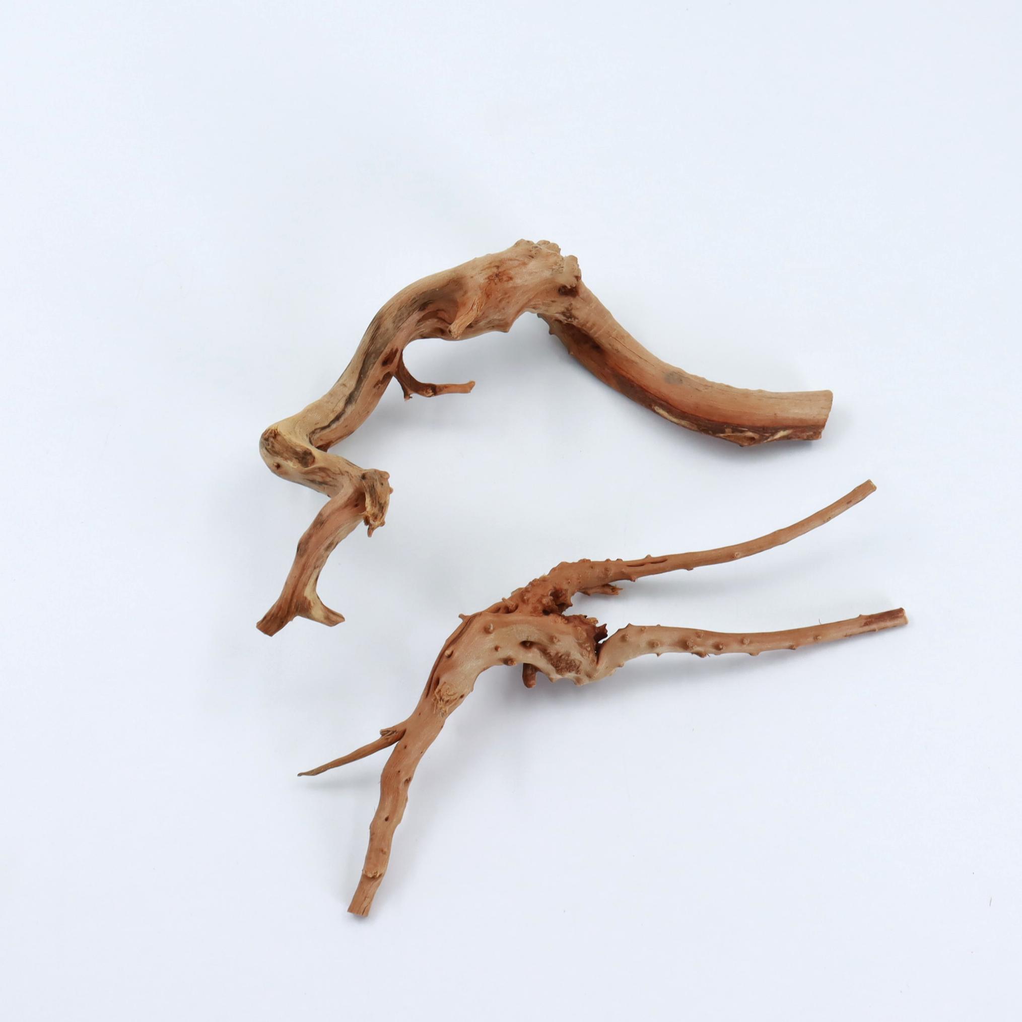 2 Adet Doğal Küçük Örümcek Ağa - Planted Aquarium With Driftwood incelemesi ve fiyatı