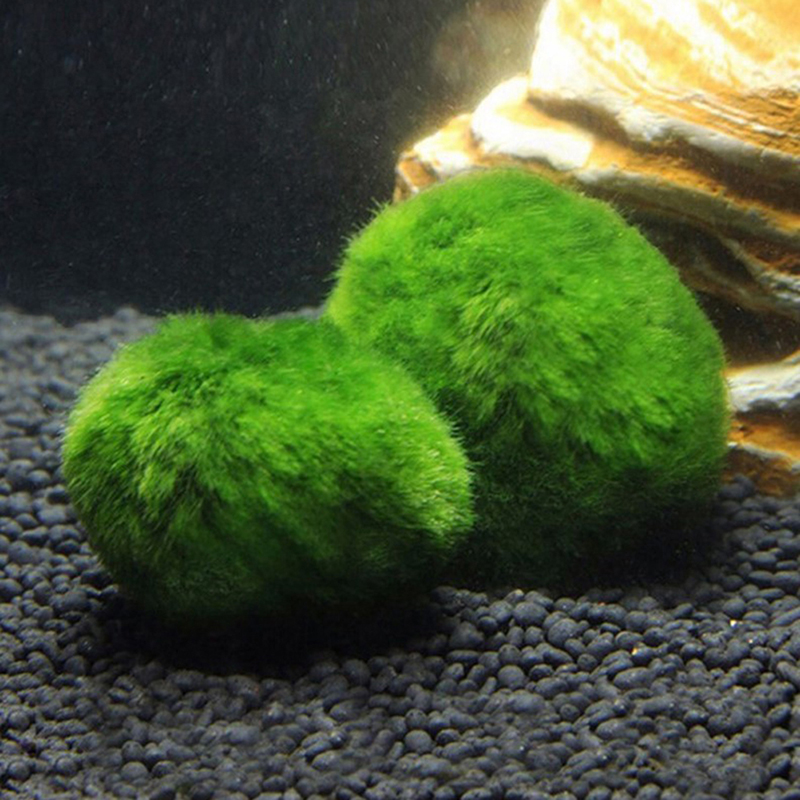 Marimo Yosun Topları Canlı Akv - Planted Aquarium Maintenance incelemesi ve fiyatı